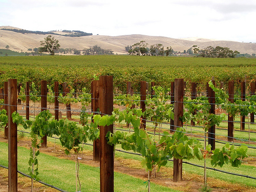 grape vines